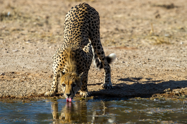 图为南非猎豹喝水的示意照。（达志影像/Shutterstock）