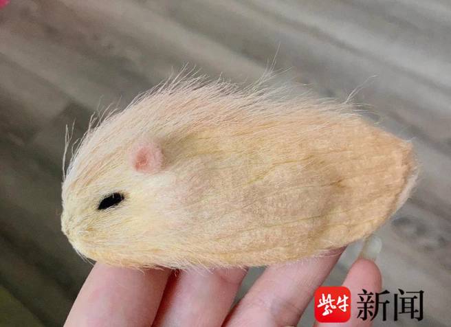 大陆年轻人兴起养「芒果核」热潮，不仅每日为果核梳毛，还会为果核命名与记录「饲养」过程，像宠物一样对待。（图／紫牛新闻）