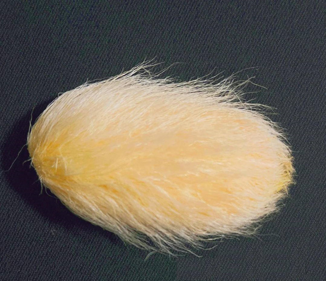 对于养芒果核风潮，有人比喻为学生宿舍养纸狗一样，是一种精神寄托，亦有人认为是閒得无聊。（图／紫牛新闻）