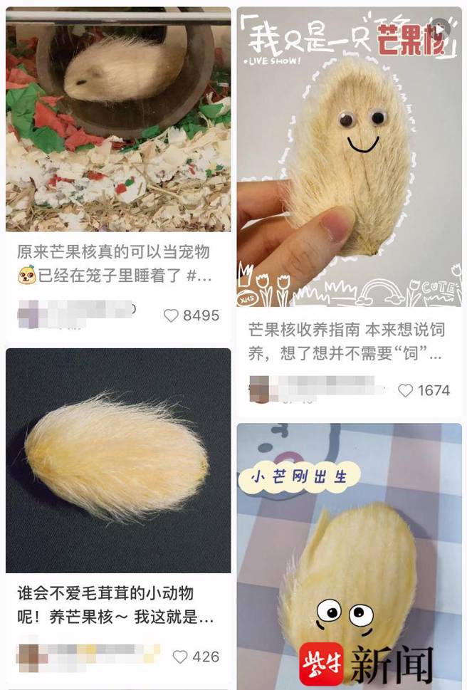 有网民表示，芒果核的很可爱还有毛，安静乖巧不搞破坏，简直满足了对宠物的所有需求。（图／紫牛新闻）