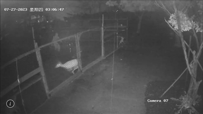 中颱杜苏芮来袭，恒春半岛27日风雨不断，不料竟还有宵小趁颱风夜行窃，不仅偷2只小鹿，还将1只偷不走的公鹿四肢綑绑随意丢弃地上。（警方提供／谢佳潾屏东传真）