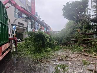 杜蘇芮強風襲擊 台南逾930件行道樹倒地、招牌掉落