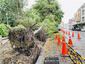 杜蘇芮颱風過境強風來襲 彰化路樹倒塌違停車遭砸