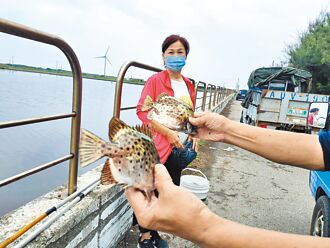 彰化 王功漁港魚群暴增躲颱風 民眾樂加菜