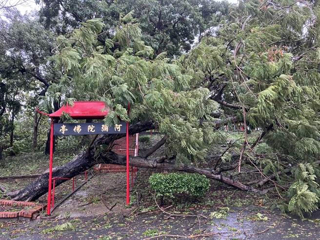 台南仁德区传出路树倒塌。（读者提供／曹婷婷台南传真）