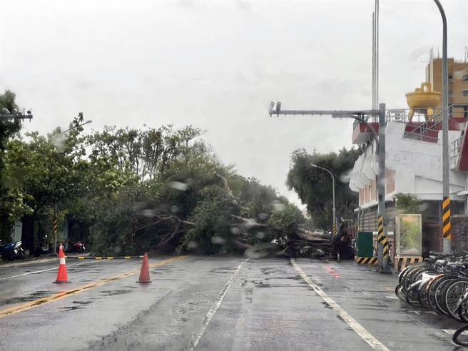台南市东区前锋路后火车站近地下道处，因大树倒塌道路通行受阻。（王家贞服务处提供／洪荣志台南传真）