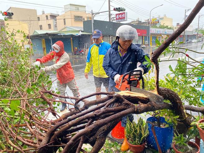 今清晨起，嘉义地区开始出现风雨，不少路树倒塌，朴子市顺天里长亲自带人整理、修剪倒下路树以利清运。（读者提供/吕妍庭嘉义传真）