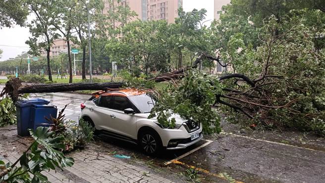 台南市传出多起路树倒塌压到车辆的事故。（曹婷婷摄）