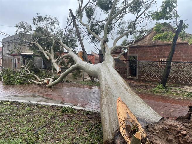 金門地區不少大樹不堪杜蘇芮強風襲擊，連根拔起，造成全島多處交通阻塞。(圖／民眾提供)