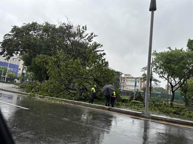 杜苏芮颱风来袭，高雄市27日晚间陆续传出多起路树倒塌，根据养工处统计，直至28日上午8时前，已有259处路树因为不敌强风吹袭而倒塌。（杨舒婷摄）