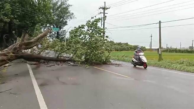 云林县沿海乡镇今天上午感受颱「风」威力，陆续发生路树倒塌、家户停电事件。（周丽兰摄）