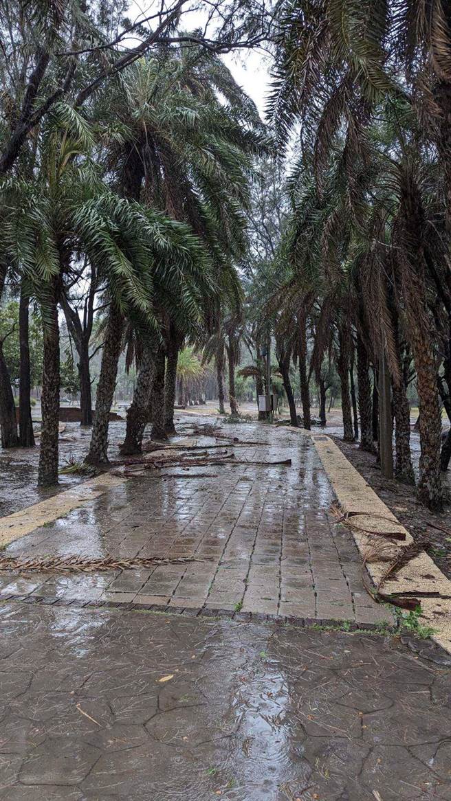 三条崙海水浴场受杜苏芮颱风影响满地落叶及积水，明日开幕延期至下周。（云林县府提供）