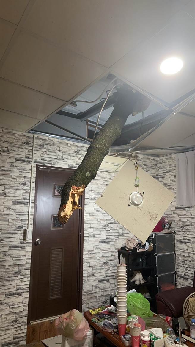 ▲中颱杜苏芮袭台，基隆有强阵风导致信义区信一路一个民宅被吹垮的树木直接贯穿屋顶，相当可怕。（市议员何淑萍提供／徐佑升基隆传真）