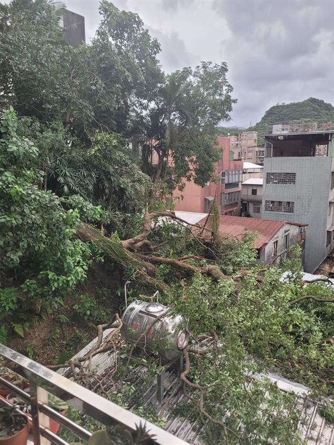 ▲从屋外可见整棵树垮下来，就压在屋顶上，险象环生。（市议员何淑萍提供／徐佑升基隆传真）