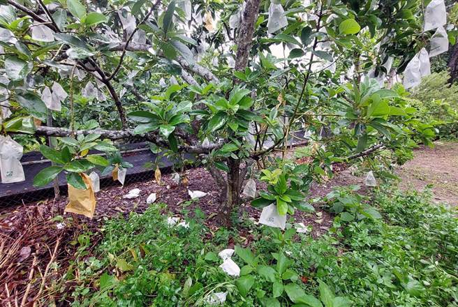 杜蘇芮颱風挾帶強風豪雨，造成台南大內酪梨落果約1成至1成5。（讀者提供／洪榮志台南傳真）