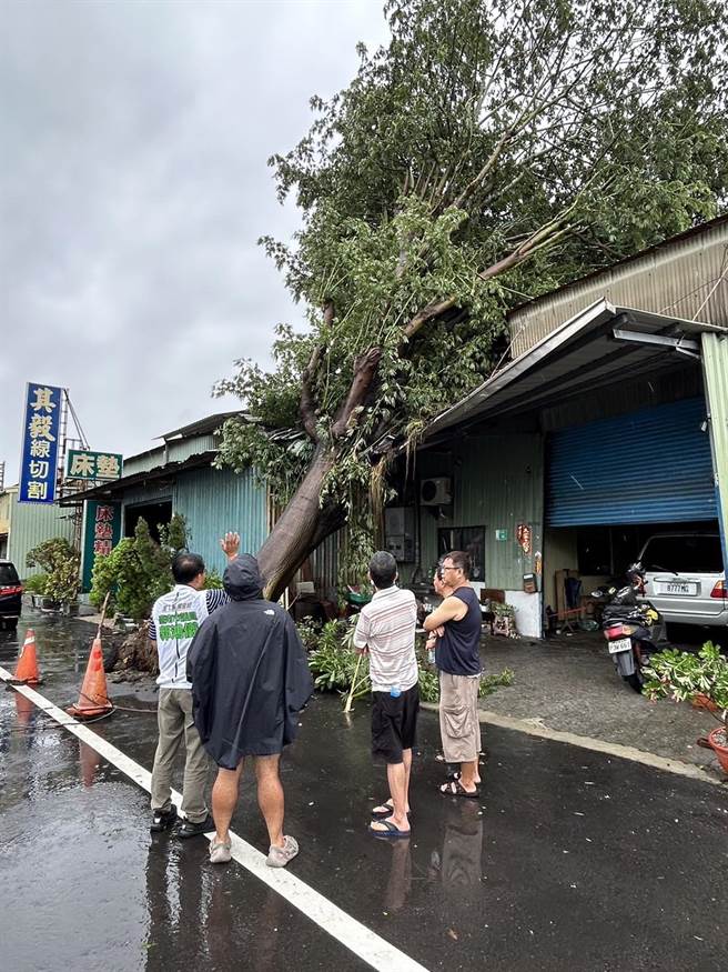 仁德区太乙路上的2棵吉贝木棉被风吹到连根拔起，市议员郭鸿仪前往勘灾。(郭鸿仪提供／曹婷婷台南传真)