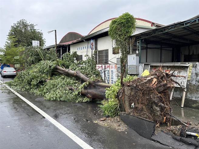 仁德区太乙路上的2棵吉贝木棉被风吹到连根拔起，市议员郭鸿仪前往勘灾。(郭鸿仪提供／曹婷婷台南传真)
