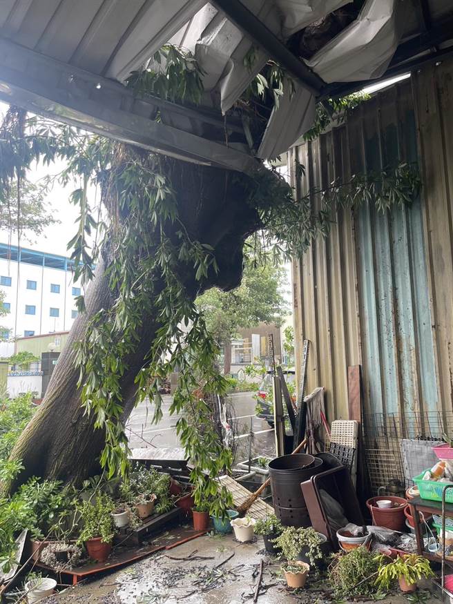 路树倾倒压到一旁工厂厂房，屋顶破了大洞。(郭鸿仪提供／曹婷婷台南传真)