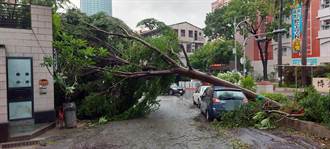路樹倒伏壓壞車輛 台南民代要求市府協助聲請國賠