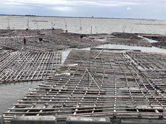 杜蘇芮颱風肆虐 嘉義沿海牡蠣損失逾5000萬元