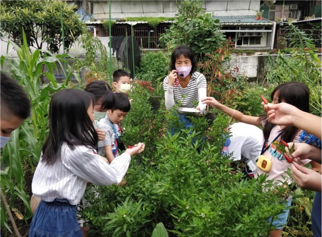 孩子在师生种植的菜蔬园中採收农作，回到教室后，再化身为小小烘焙师用自採食材制作餐点。(太平国小提供)