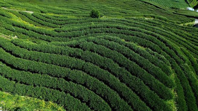 梨山古邁茶園位於2200公尺高海拔，茶樹因為日夜環境溫差大，生長緩慢，茶因此甘美。（古邁茶園提供）