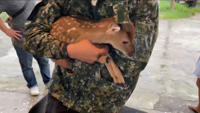 抓到人了！颱风天偷鹿，2男子遭逮。(警方提供)