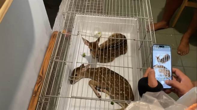 抓到人了！颱风天偷鹿，2男子遭逮。(警方提供)