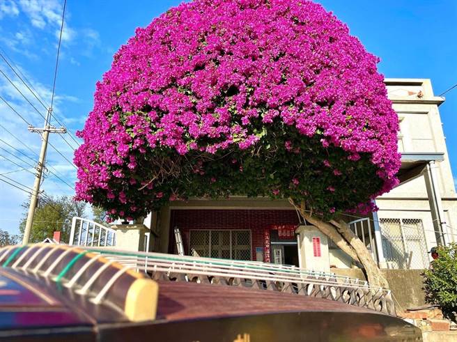 金門著名的「鋼盔九重葛」慘遭中颱杜蘇芮攔腰吹斷，此景恐成絕響。(圖／民眾提供)