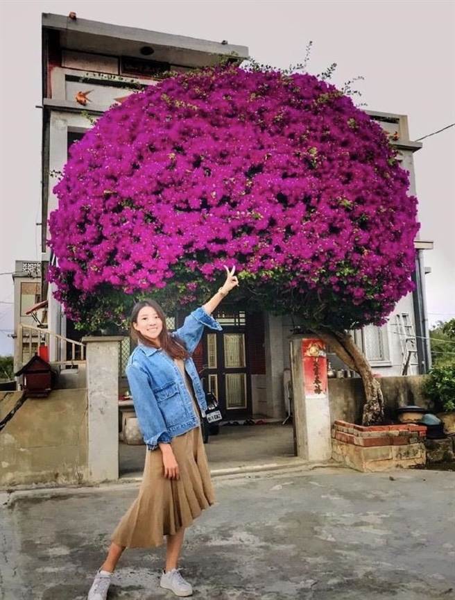 「鋼盔九重葛」每到冬天花期開滿「整頭」的浪漫紫花，都吸引大批當地民眾與遊客前來朝聖、拍照打卡。(圖／民眾提供)