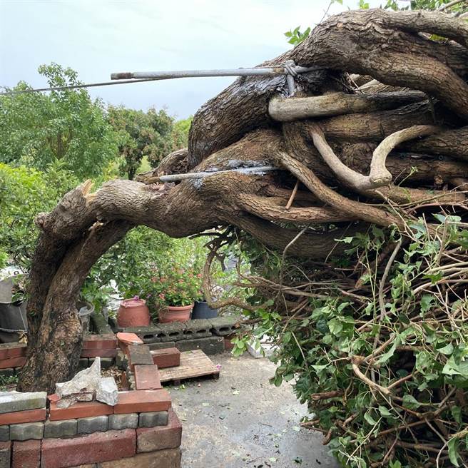 中颱杜蘇芮無情辣手摧花，金門網紅「鋼盔九重葛」遭其攔腰吹斷。(圖／民眾提供)