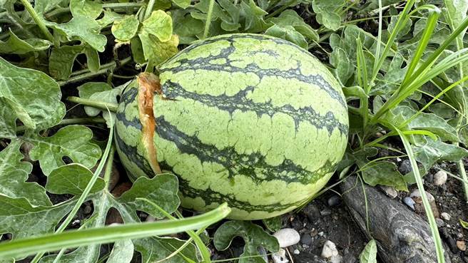 凤林中心埔二期西瓜种植黄肉西瓜，目前还是中瓜、小瓜尚未成熟，豪雨泡水，有部分果实已裂开，外观完整的瓜，颱风走后放晴随时会腐烂裂果。（王志伟摄）