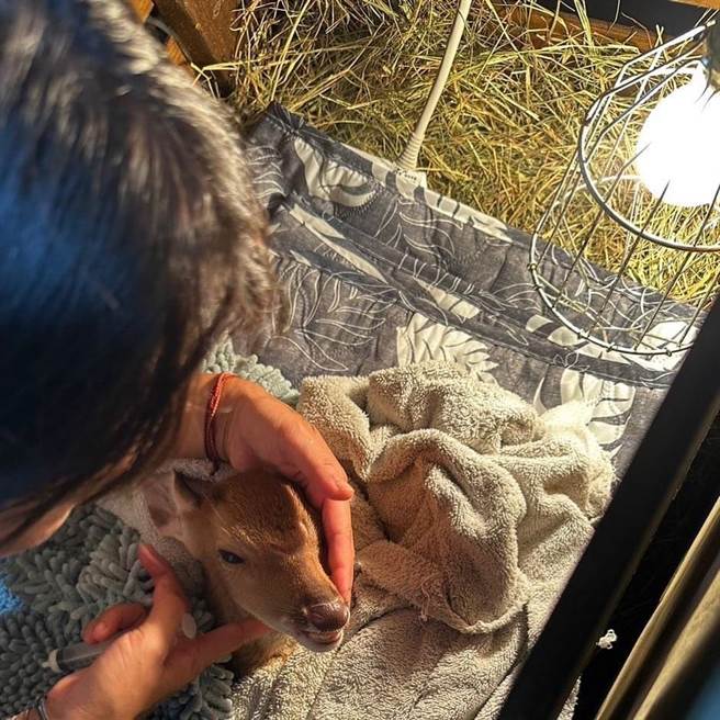 被偷小鹿返家、模样曝光。(鹿境提供)