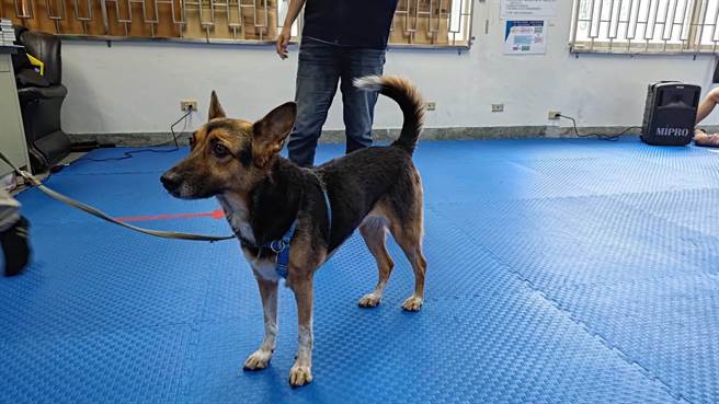 可爱的疗癒犬萌翻在场的所有人。(翻摄照片／林郁平台北传真）