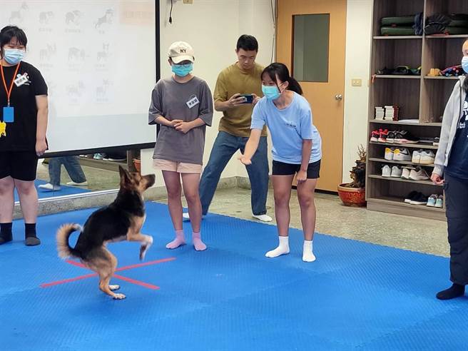 可爱的疗癒犬萌翻在场的所有人。(翻摄照片／林郁平台北传真）