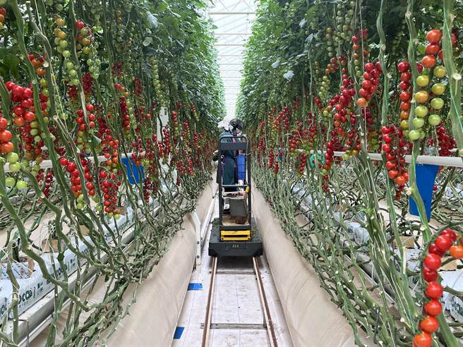 大陆西北光照充足，适合农业发展。大陆企业超越农业发展公司在甘肃张掖，引进荷兰智慧温室工业化栽培技术，栽培欧洲品种的小番茄、彩椒等精致蔬果。（蓝孝威摄）
