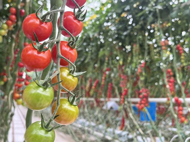 大陆西北光照充足，适合农业发展。大陆企业超越农业发展公司在甘肃张掖，引进荷兰智慧温室工业化栽培技术，栽培欧洲品种的小番茄、彩椒等精致蔬果。（蓝孝威摄）