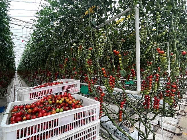 大陆西北光照充足，适合农业发展。大陆企业超越农业发展公司在甘肃张掖，引进荷兰智慧温室工业化栽培技术，栽培欧洲品种的小番茄、彩椒等精致蔬果。（蓝孝威摄）