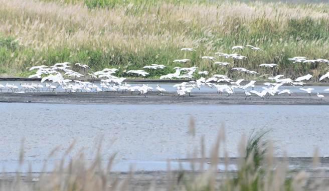 雲林縣濁水溪出海口記錄到140餘隻度夏黑面琵鷺，創歷史新高。（鳥友提供／張朝欣雲林傳真）