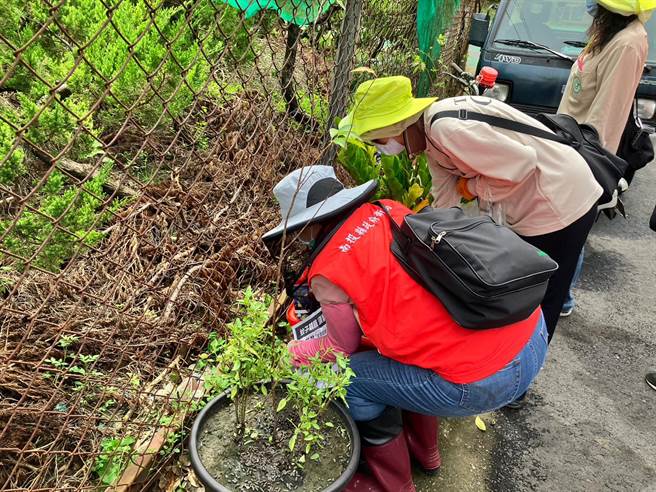 卫生局提醒颱风过后应清除积水容器，避免登革热病媒蚊孳生。南投县政府提供