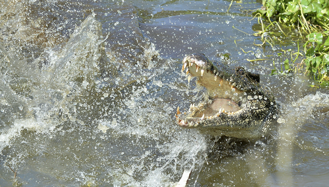 男子拿火鸡喂食巨鱷时不慎脚滑，下秒立即遭到鱷鱼发狂追杀，生死一瞬间画面疯传。（示意图／达志影像）