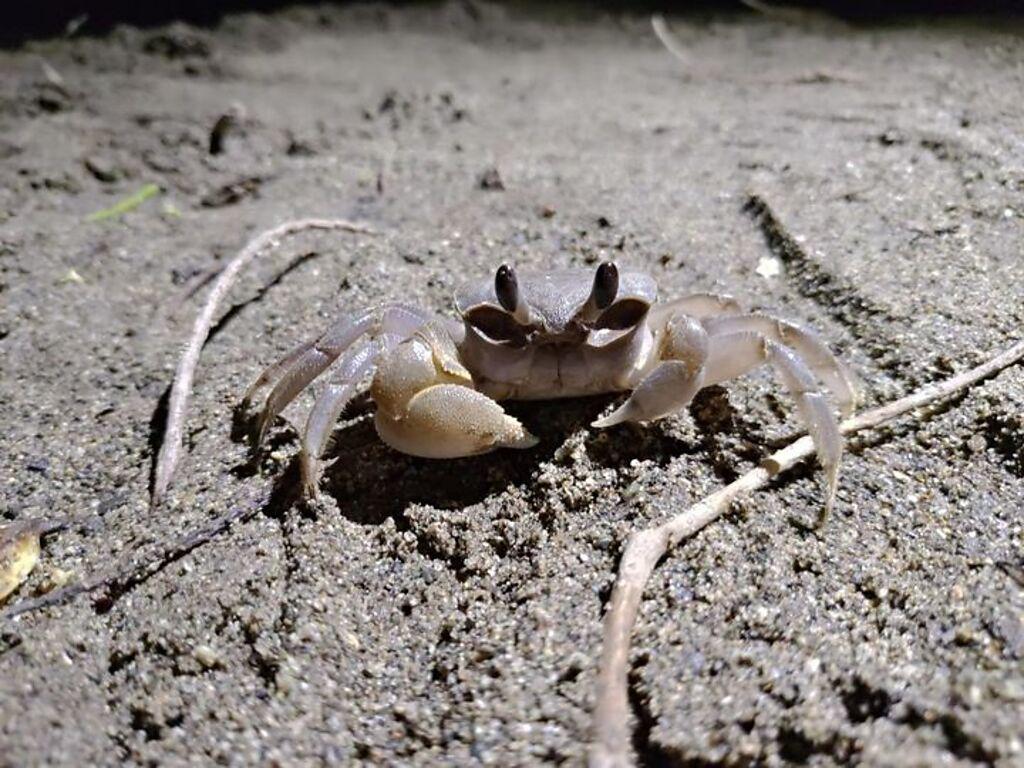 沙灘上極速狂奔的中華沙蟹。　圖：國立海洋生物博物館／提供

