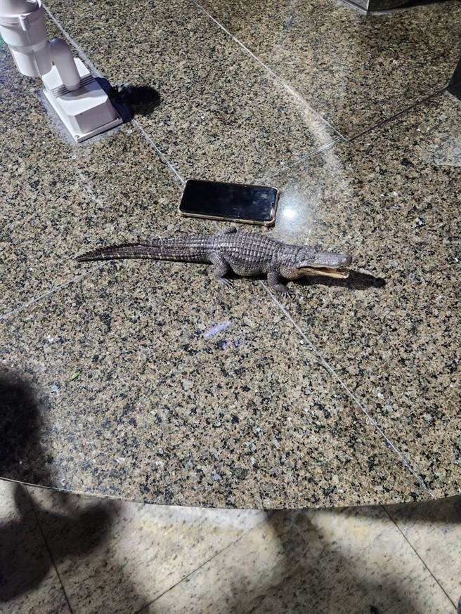 高雄市凹子底池畔日前传出有鱷鱼出没，最终找到鱷鱼本尊是模型，证实是场乌龙。（高雄市工务局提供／崔正纲高雄传真）