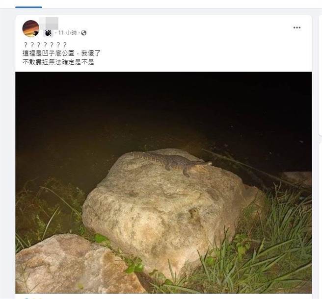 日前一名男网友在脸书社团贴出高雄凹子底公园池畔鱷鱼张嘴照，引发网友一阵骚动。高市工务局、农业局、消防局紧急派员搜索都无斩获，原PO事后还打119佯称找到鱷鱼模型。警方追查发现，该名男网友就是始作俑者，全案询后依违反社会秩序维护法送办，可处3日以下拘留或3万元以下罚锾。（高市鼓山分局提供／袁庭尧高雄传真）