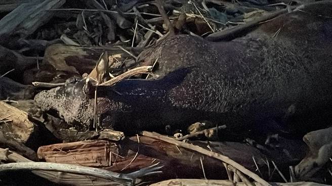 台东富冈海岸惊见「漂流水鹿」，初判死亡长达3天以上，散发浓浓腐臭味，全尸布满上万只蛆虫。（萧嘉蕙摄）