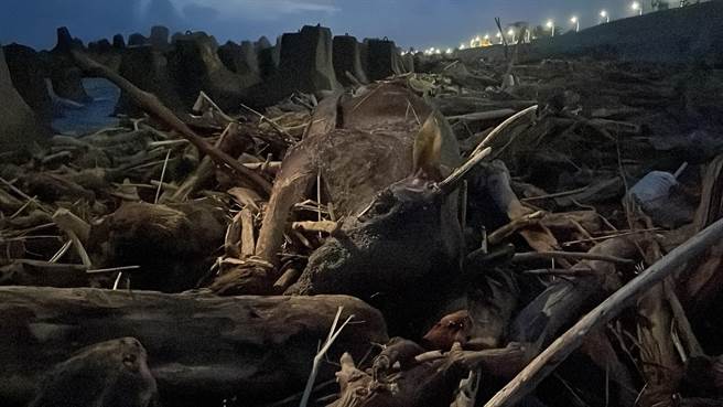 颱风过后，时常可见猫、狗等小型动物尸体被冲刷至岸际，保育类水鹿是头一回发现。（萧嘉蕙摄）