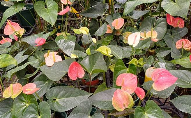 多样态的火鹤花品种。(高雄农改场提供)