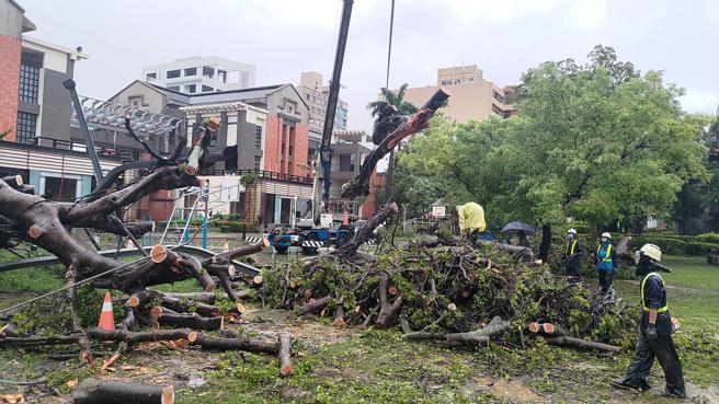 颱风过后部分学校树木倾倒、树枝掉落，校园启动紧急清运（图片来源：台南市教育局提供）
