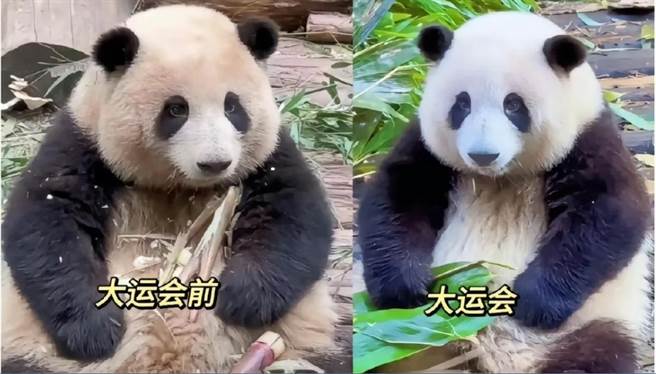 猫熊界流量女星「花花」享受搓澡待遇，洗完澡后毛色变乾净，网友笑称判若两「花」。（武汉发布）