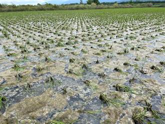 杜蘇芮超強雨勢釀農損 花蓮中南區西瓜、玉米、水稻均受害